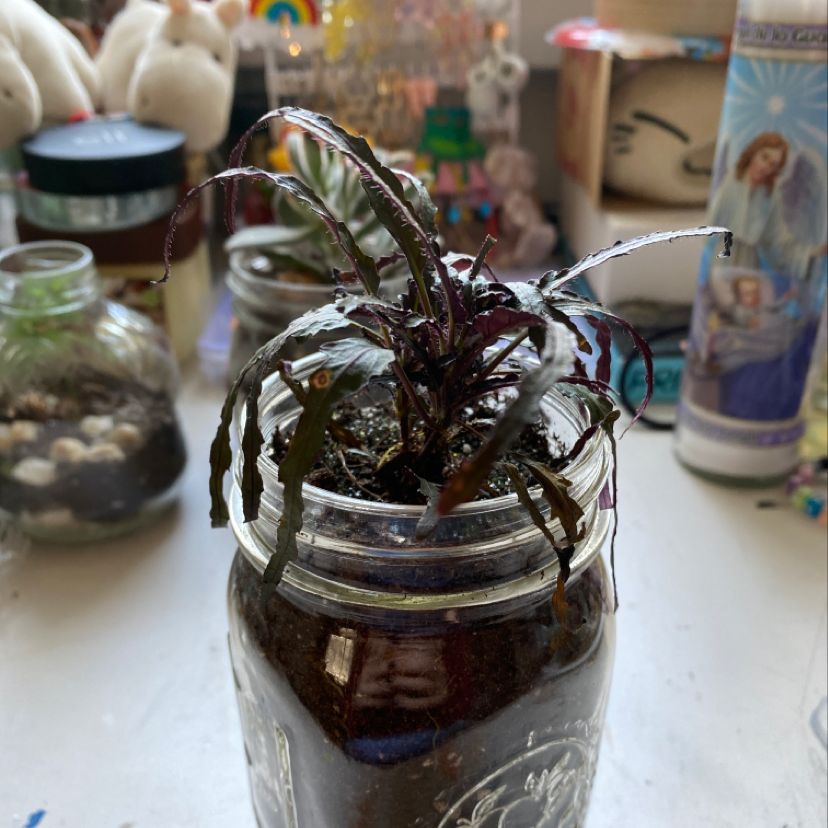 Potted false Aralia plant with wilted, dark leaves in a glass jar.