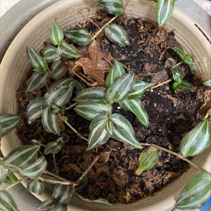 Healthy young tradescantia zebrina plant with vibrant green and silver striped leaves growing in a small clear plastic container filled with moist soil.