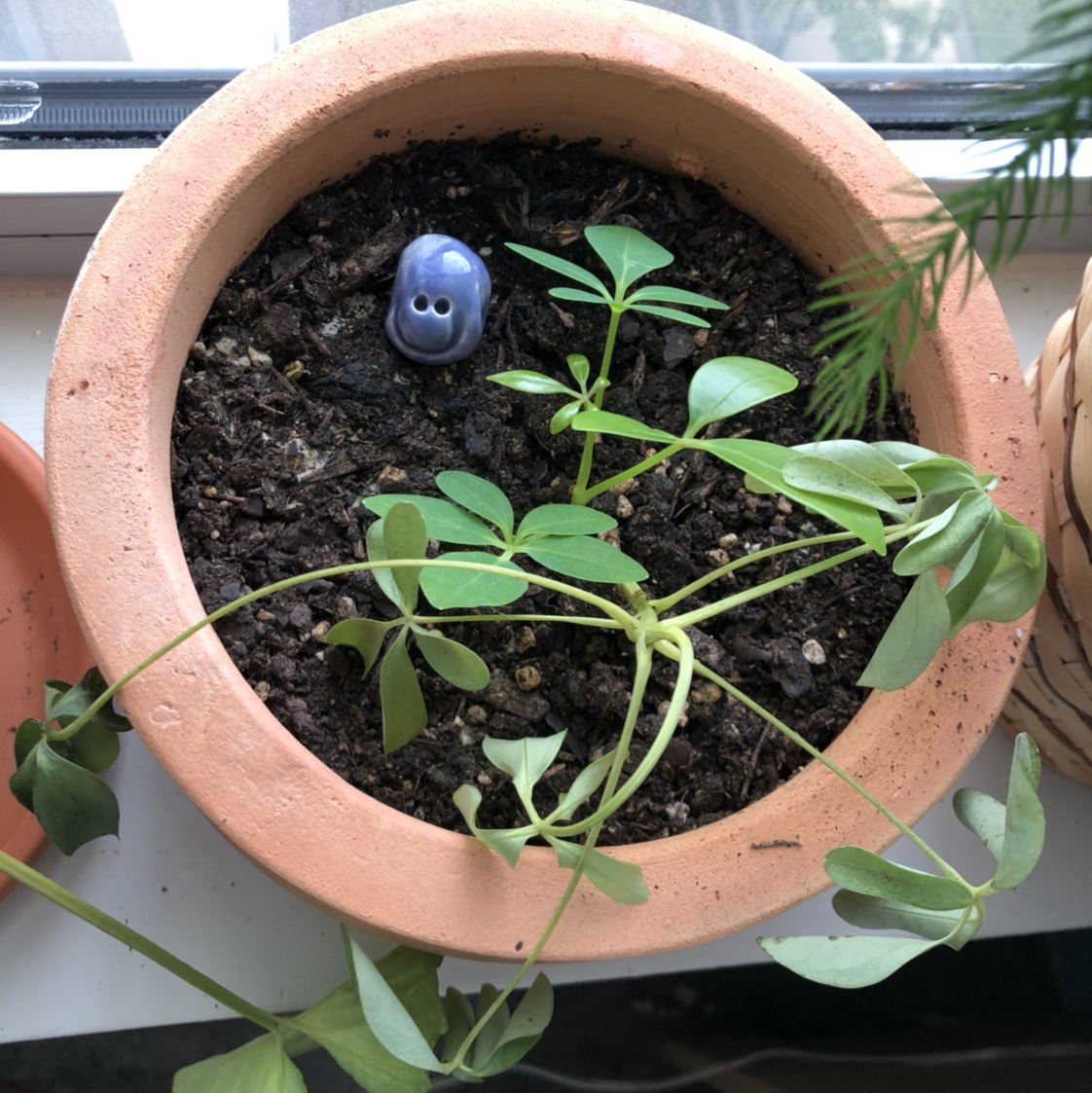 Healthy dwarf umbrella tree in terra cotta pot, with lush green leaves and a small figure peeking out from the dark soil.