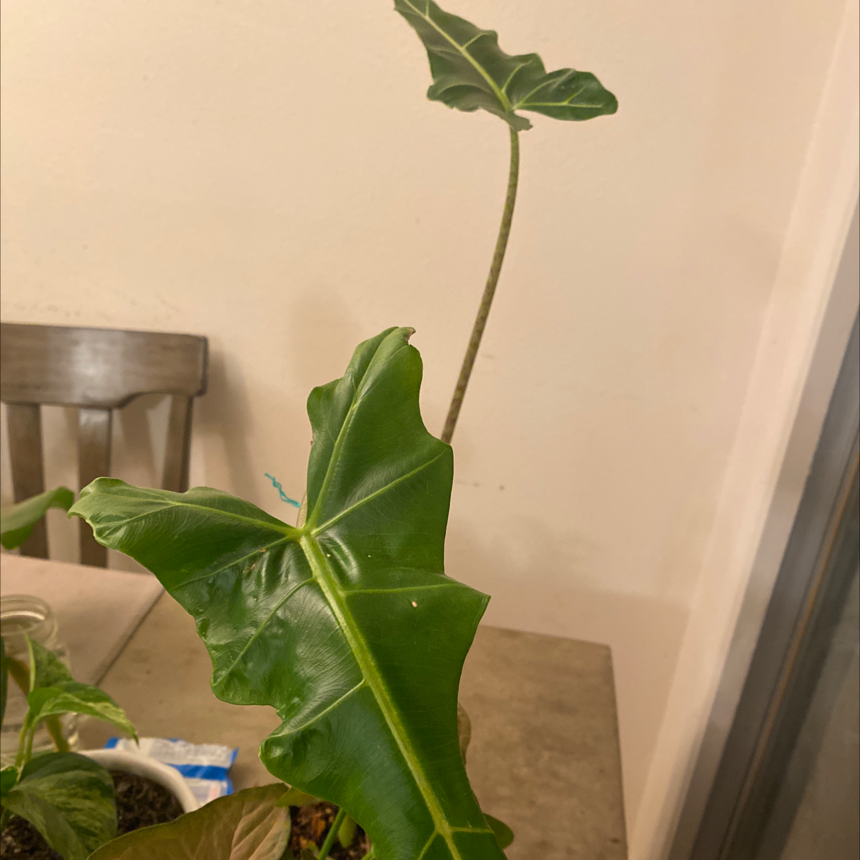 Alocasia 'Sarian' plant with large, green leaves. No visible health issues.