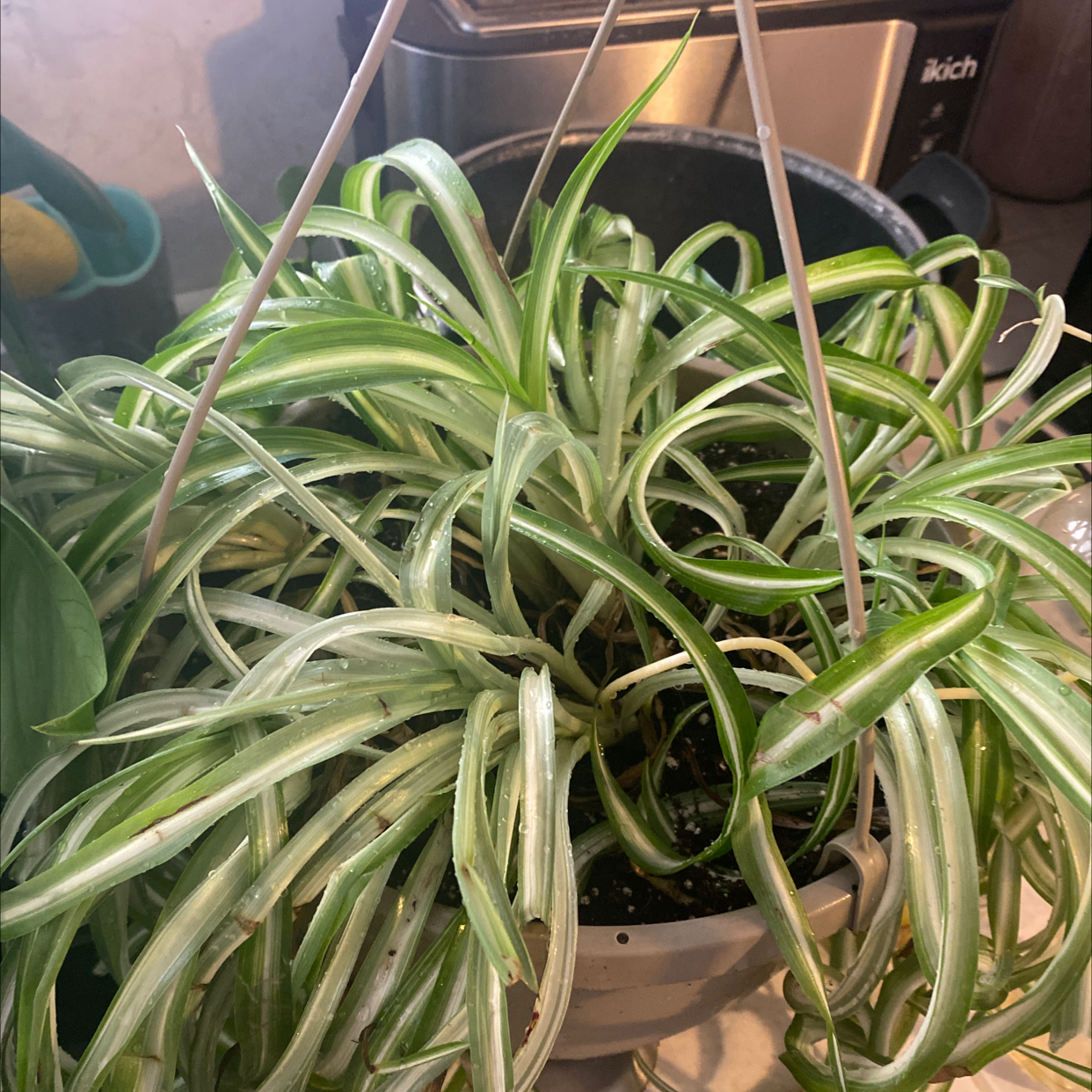 Curly Spider Plant in a hanging pot with some yellowing and browning leaves.