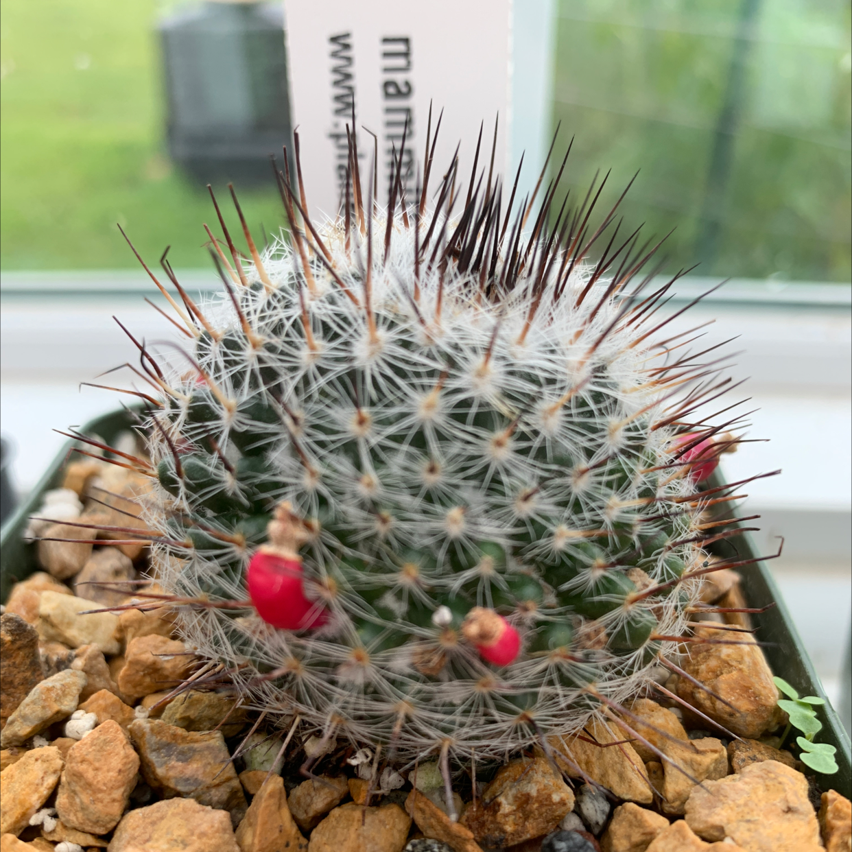 Photo of the plant species Mammillaria riteriana by Marina named Rumplestilskin on Greg, the plant care app