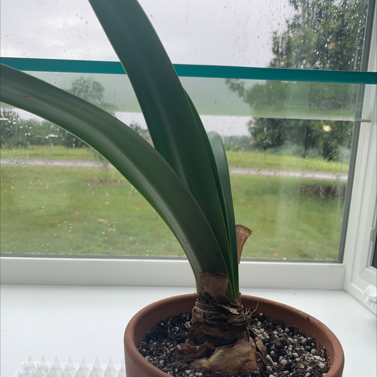 Potted Striped-Tubed Amaryllis plant with green leaves and some browning at the base, near a window.