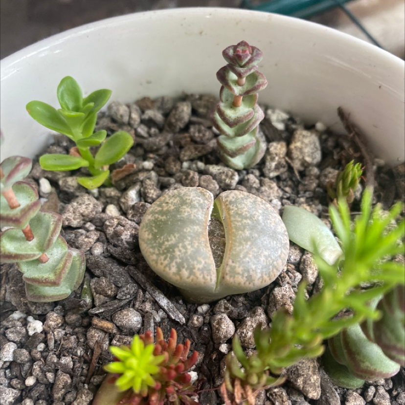 Photo of the plant species Living Stone by @Heyjessicafaye named Lithops on Greg, the plant care app