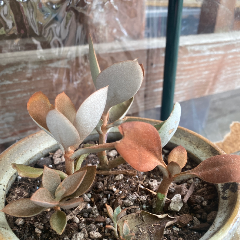 Potted Copper Spoons plant with thick, spoon-shaped leaves and visible soil.