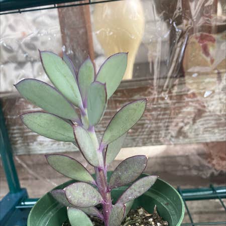 Photo of the plant species Senecio Crassissimus by @Heyjessicafaye named Pointy purps on Greg, the plant care app