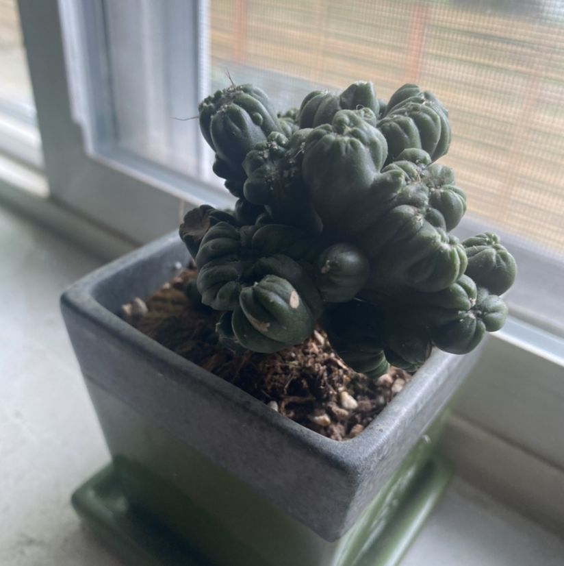 Ming Thing Cactus in a pot on a windowsill, appears healthy.