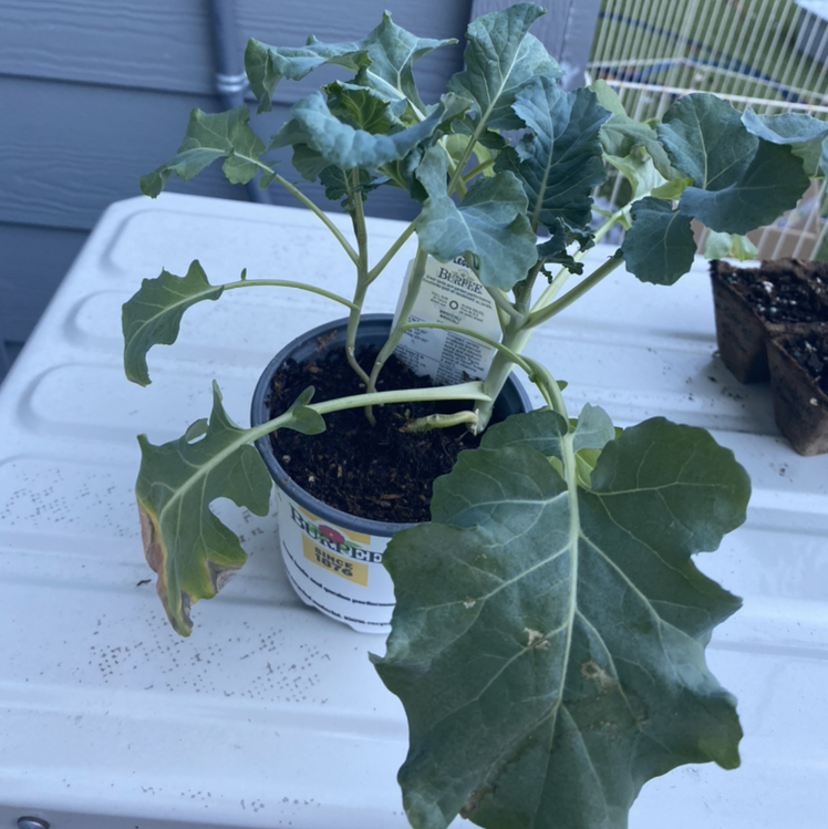 Broccoli plant photo by @sophiaveronaa named collie on Greg, the plant care app.
