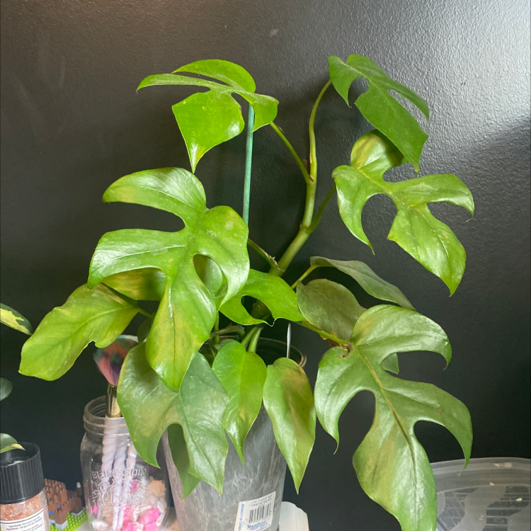 Mini Monstera plant photo by @sophiaveronaa named cheese wiz on Greg, the plant care app.