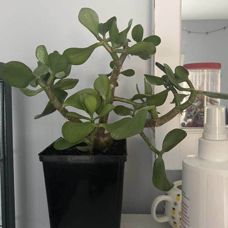Lucky Plant plant photo by @sophiaveronaa named jade on Greg, the plant care app.