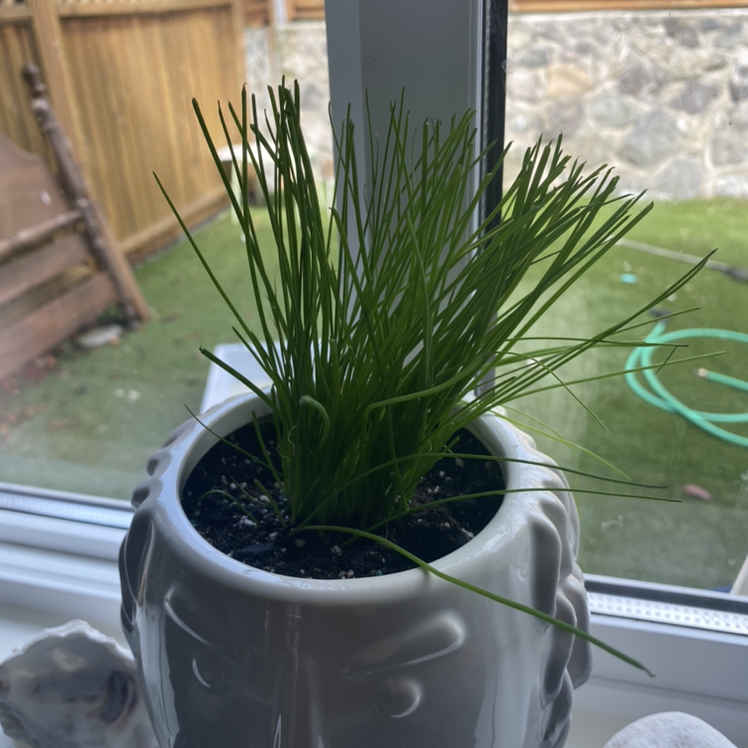 Wild Chives plant photo by @sophiaveronaa named charlie on Greg, the plant care app.
