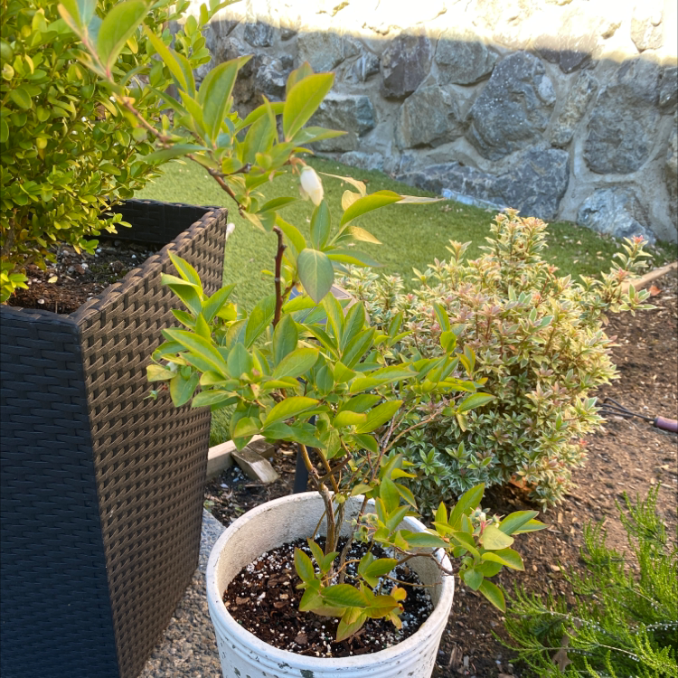 American Blueberry plant photo by @sophiaveronaa named mariah on Greg, the plant care app.