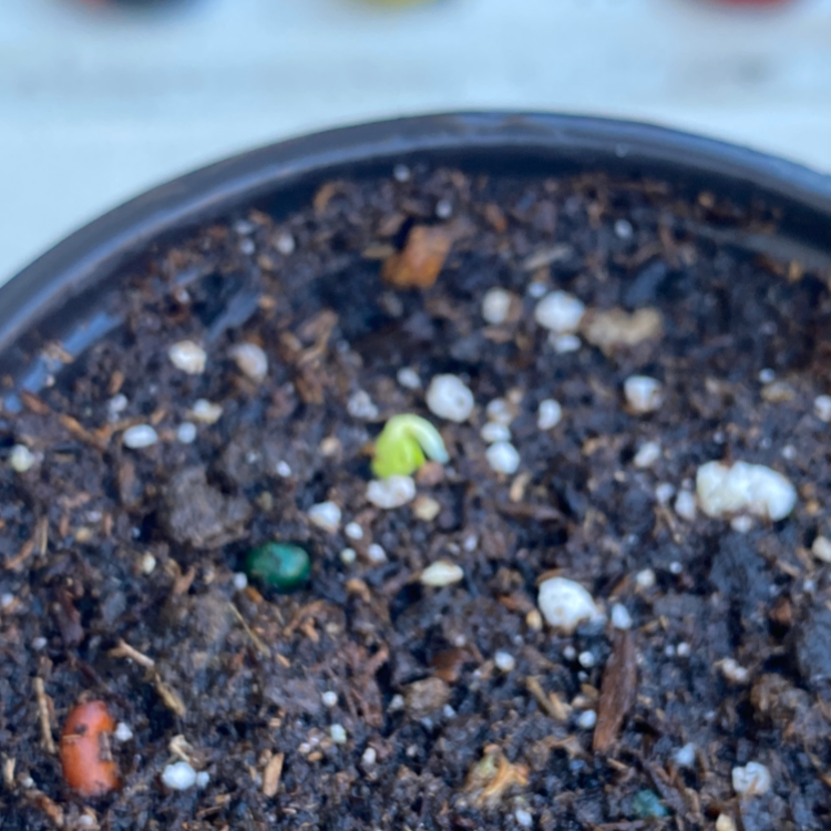 Ambrosia Apple Tree plant photo by @sophiaveronaa named hallie on Greg, the plant care app.