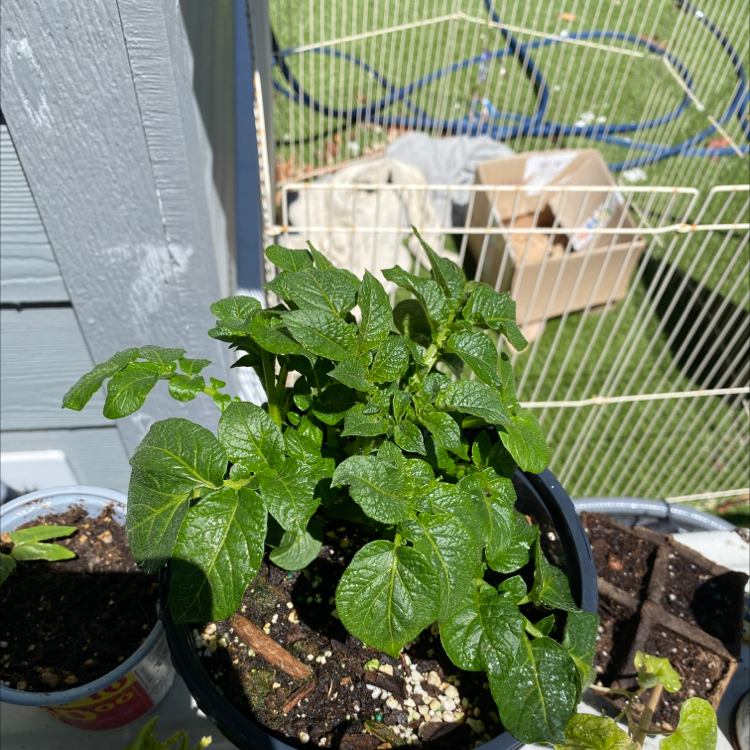 Potted potato plant with healthy green leaves, well-framed and centered.
