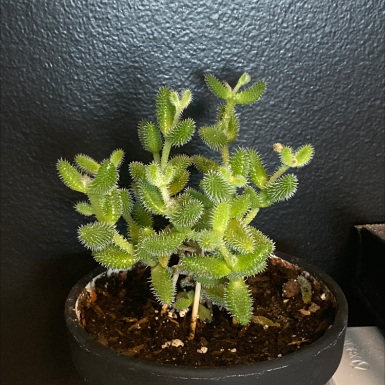 Pickle Plant plant photo by @sophiaveronaa named terra on Greg, the plant care app.