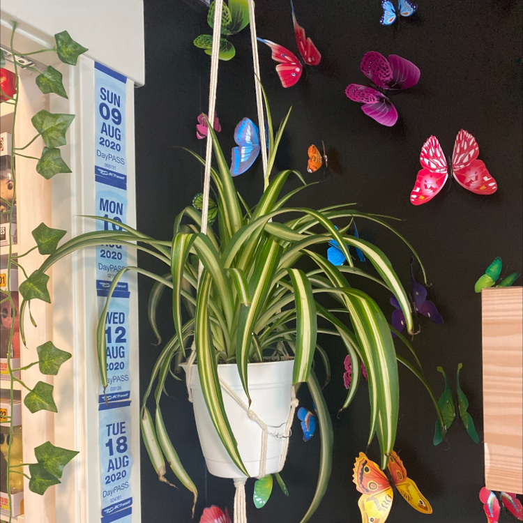 Spider Plant plant photo by @sophiaveronaa named webster on Greg, the plant care app.