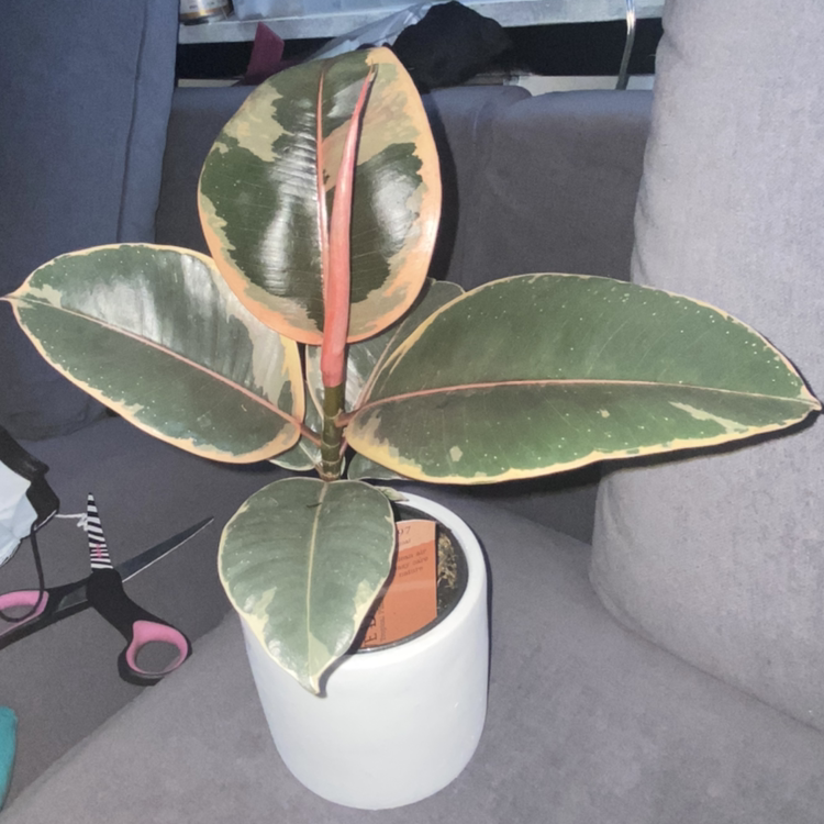 Rubber Plant plant photo by @sophiaveronaa named pinkalicious on Greg, the plant care app.