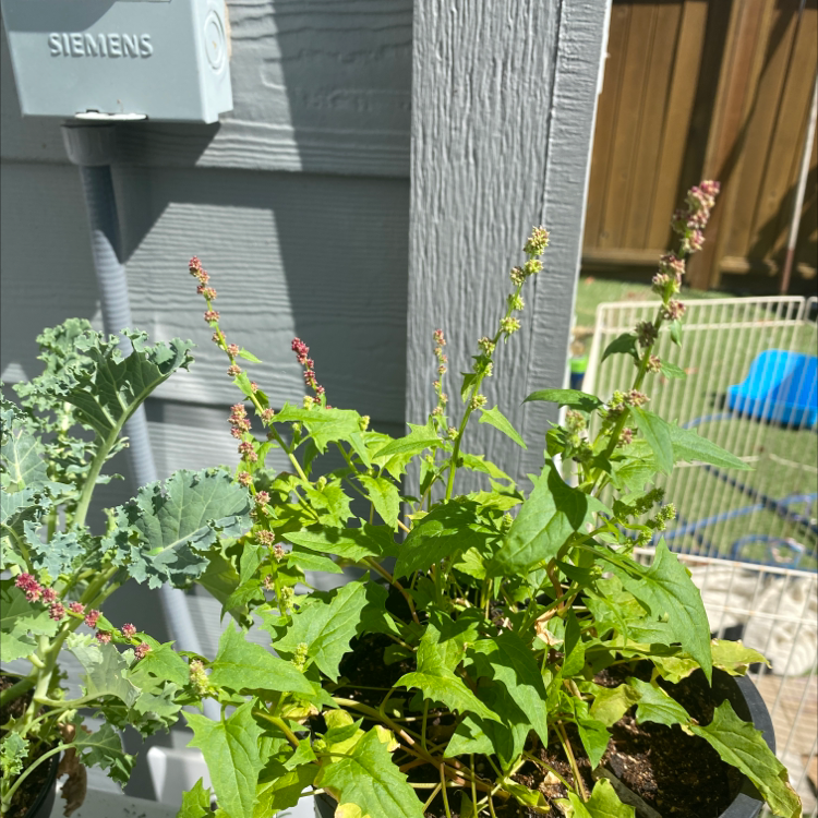 Indian-Ink plant photo by @sophiaveronaa named strawberry shortcake on Greg, the plant care app.