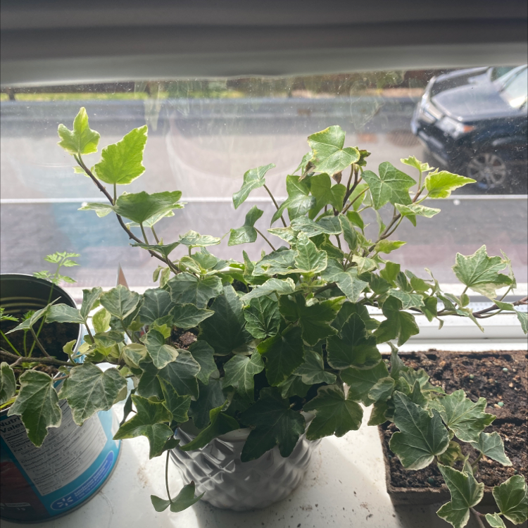 English Ivy plant photo by @sophiaveronaa named ivy on Greg, the plant care app.