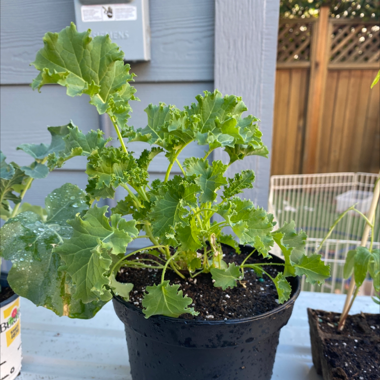 Wild Cabbage plant photo by @sophiaveronaa named callie on Greg, the plant care app.