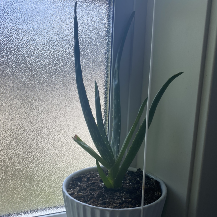 Aloe vera plant photo by @sophiaveronaa named allie on Greg, the plant care app.