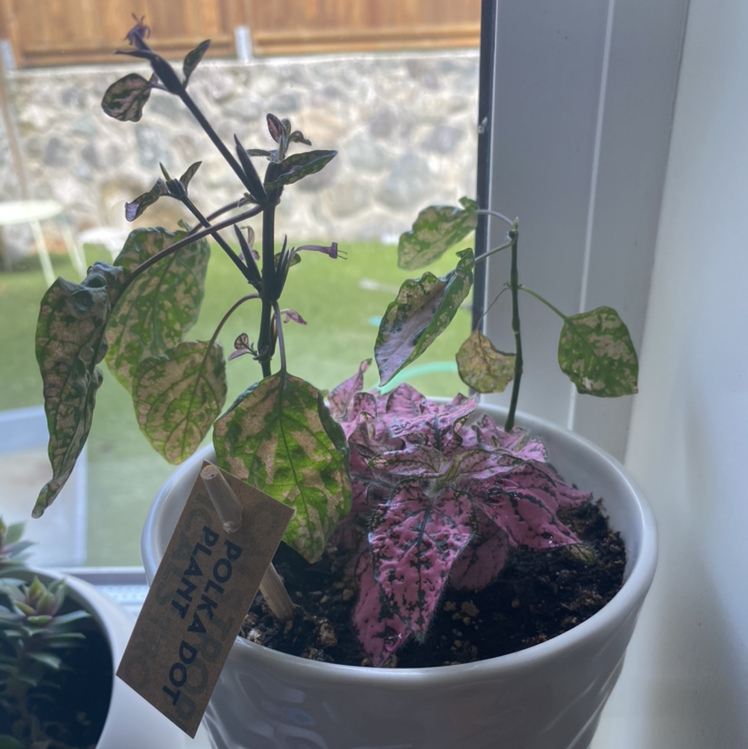 Polka Dot Plant plant photo by @sophiaveronaa named pinky pie on Greg, the plant care app.
