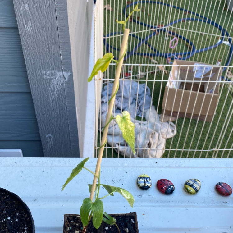 Tropical White Morning Glory plant photo by @sophiaveronaa named moonie on Greg, the plant care app.