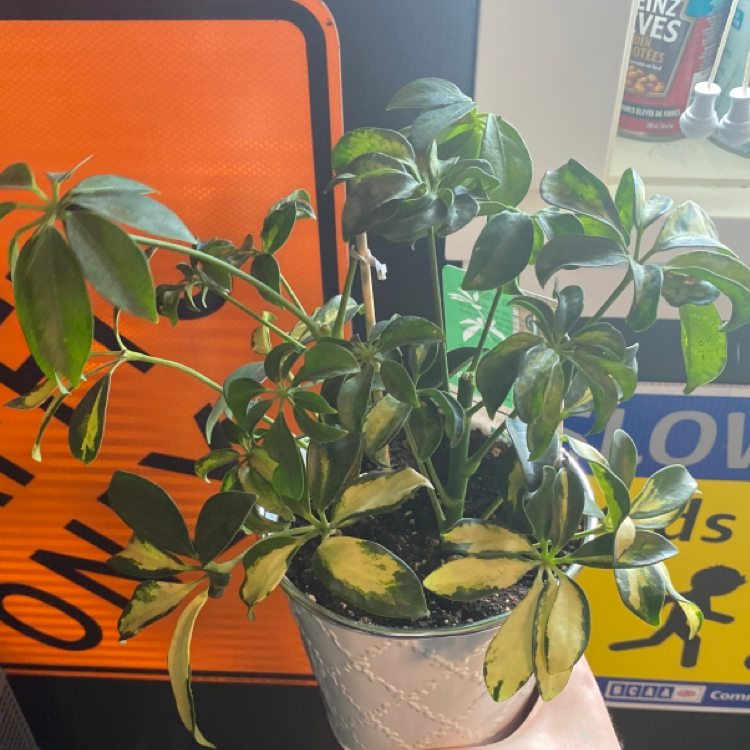 Dwarf Umbrella Tree plant photo by @sophiaveronaa named bella on Greg, the plant care app.