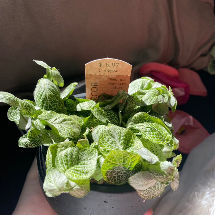 Nerve Plant plant photo by @sophiaveronaa named neveah on Greg, the plant care app.