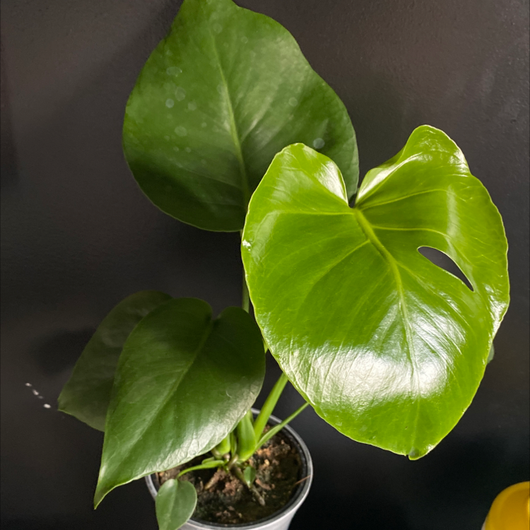Monstera plant photo by @sophiaveronaa named monica on Greg, the plant care app.