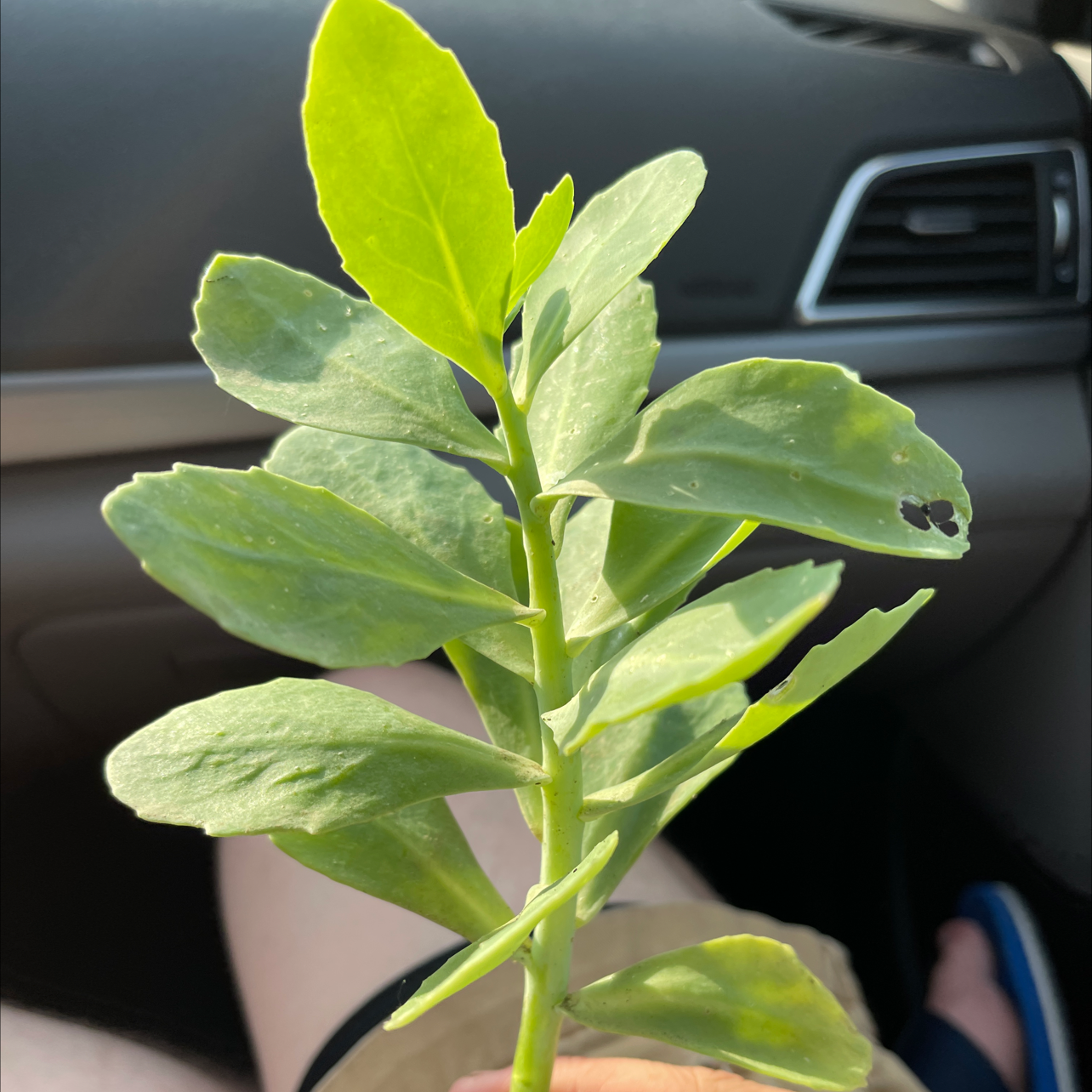 A hand holding a healthy Showy Stonecrop succulent plant with thick green leaves inside a vehicle.