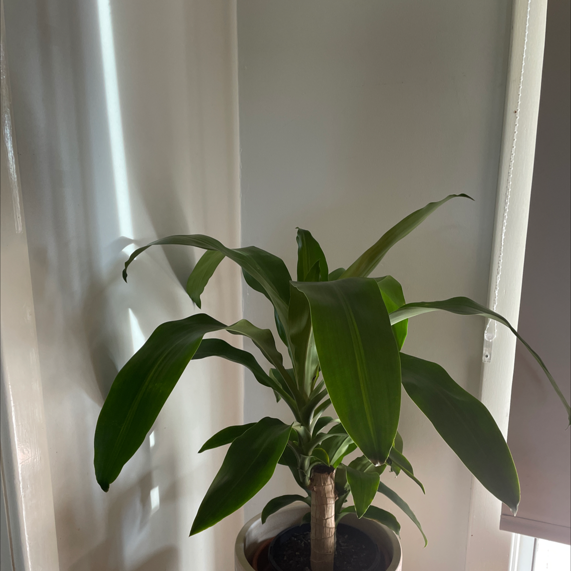 Dracaena Massangeana plant in a pot with vibrant green leaves, well-framed and healthy.
