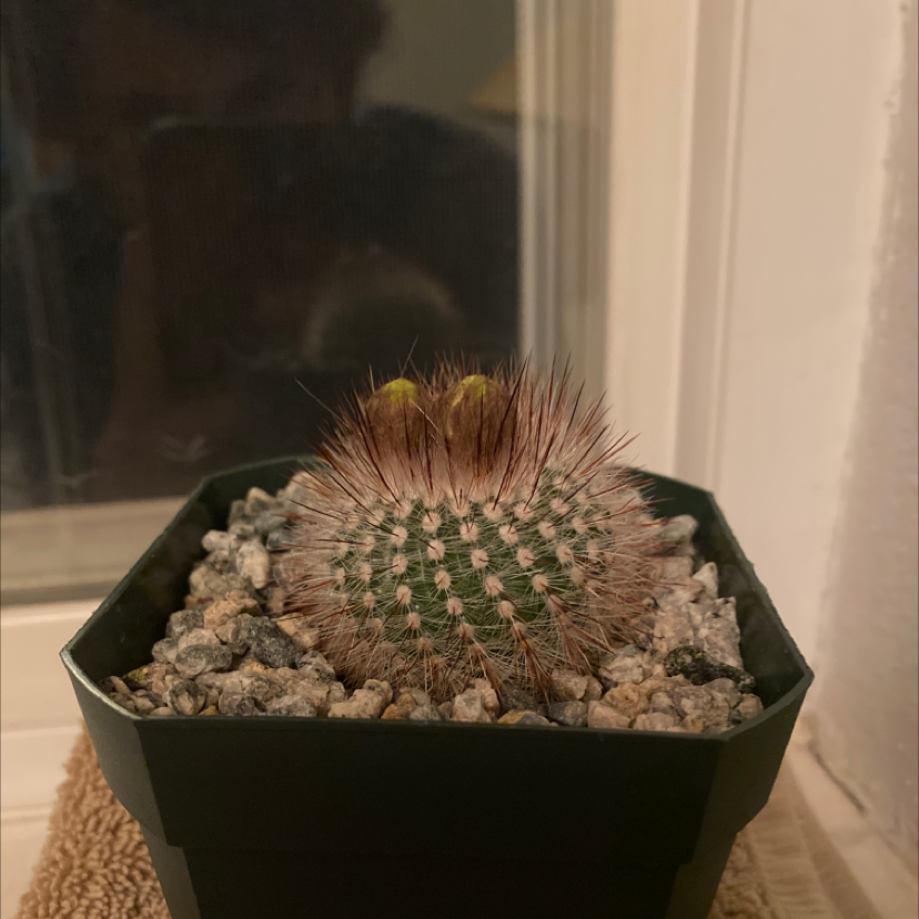 Photo of the plant species Arizona Rainbow Cactus by @Raidenp60 named Bunger on Greg, the plant care app
