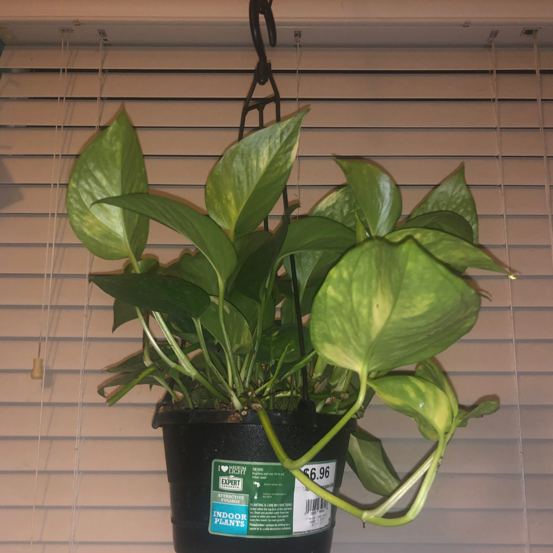 Taro Vine plant photo by @teyla named Who is joe on Greg, the plant care app.