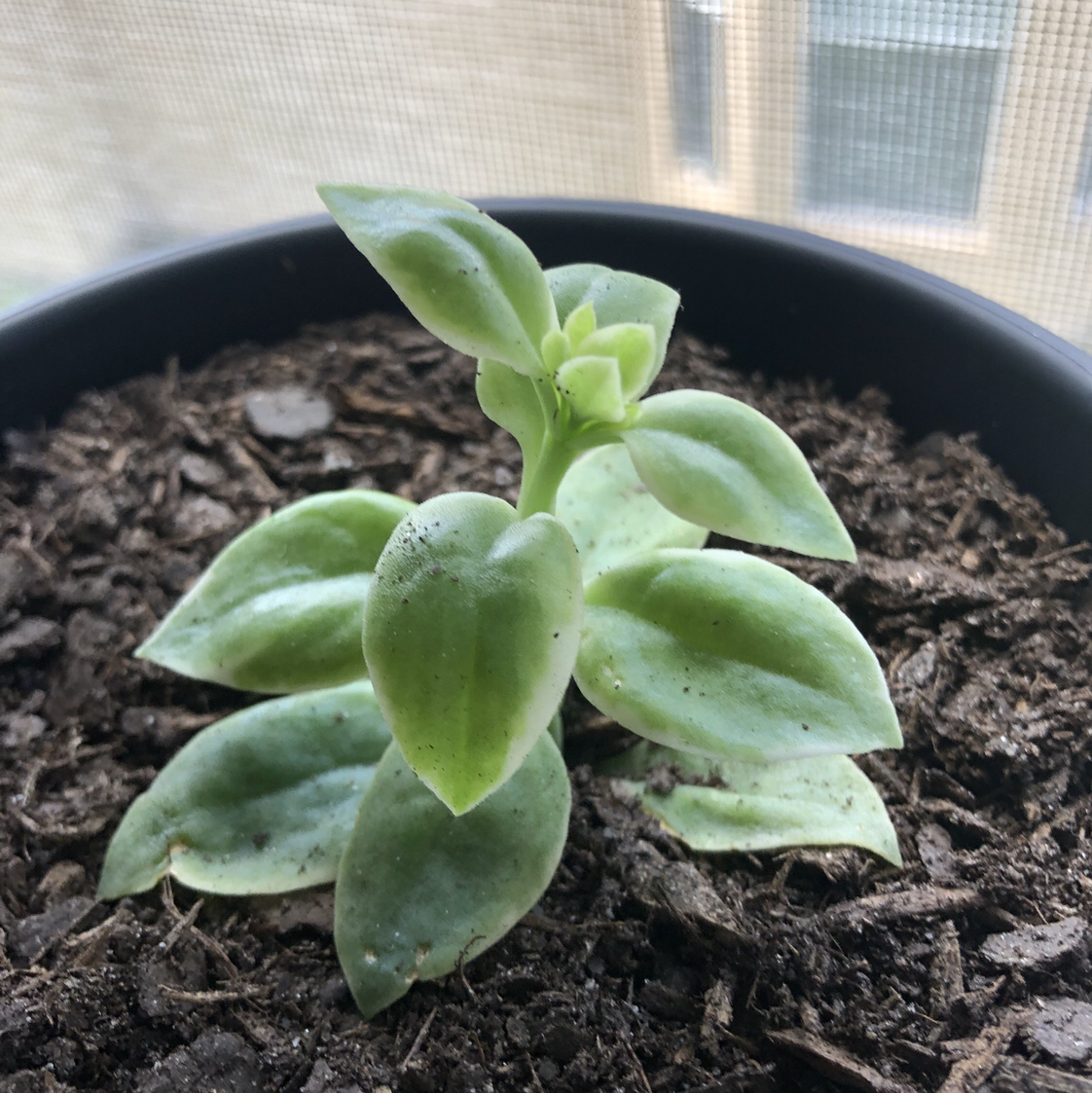 Photo of the plant species Baby Sun Rose by @teyla named Please live on Greg, the plant care app