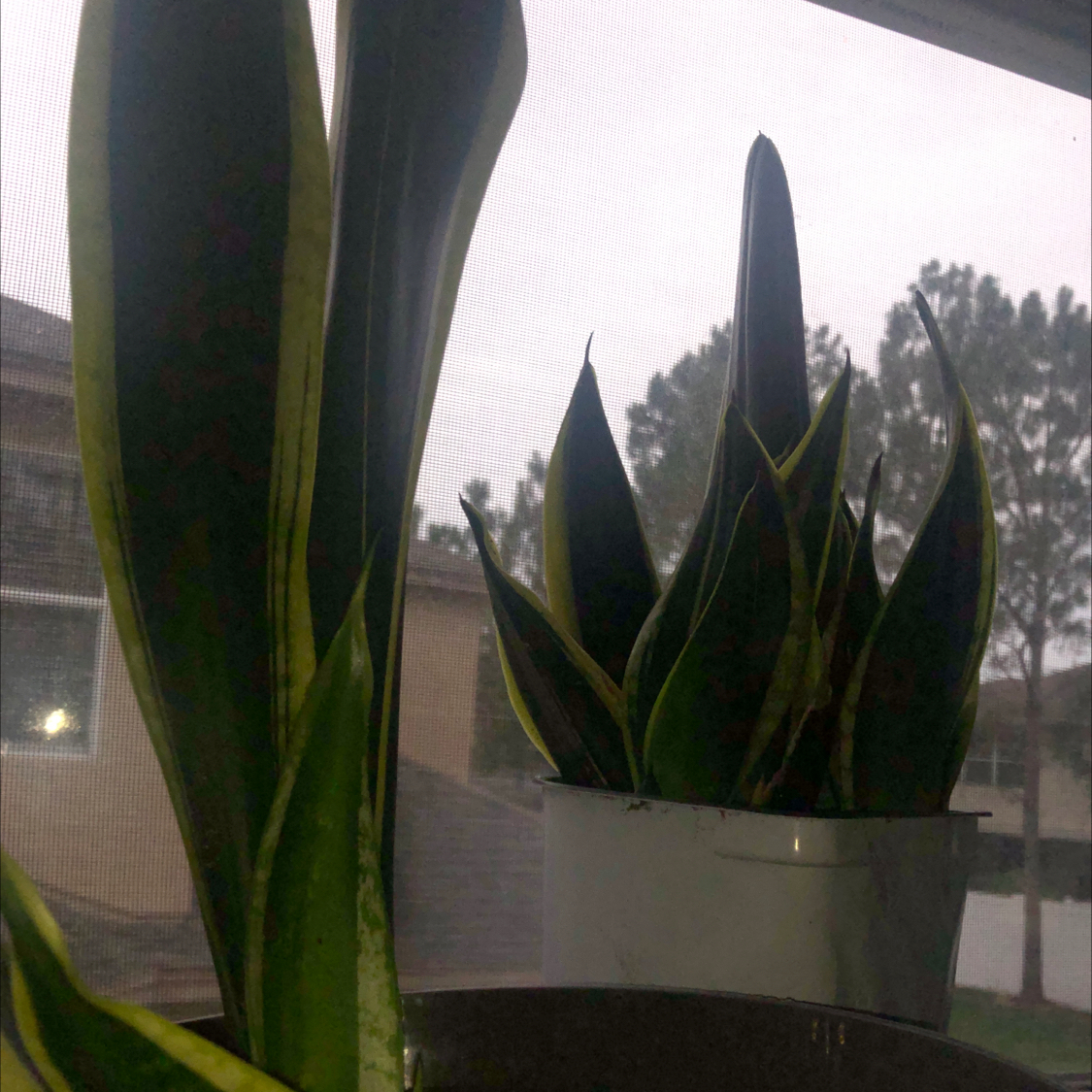 Snake Plant plant photo by @teyla named tommyinnit on Greg, the plant care app.