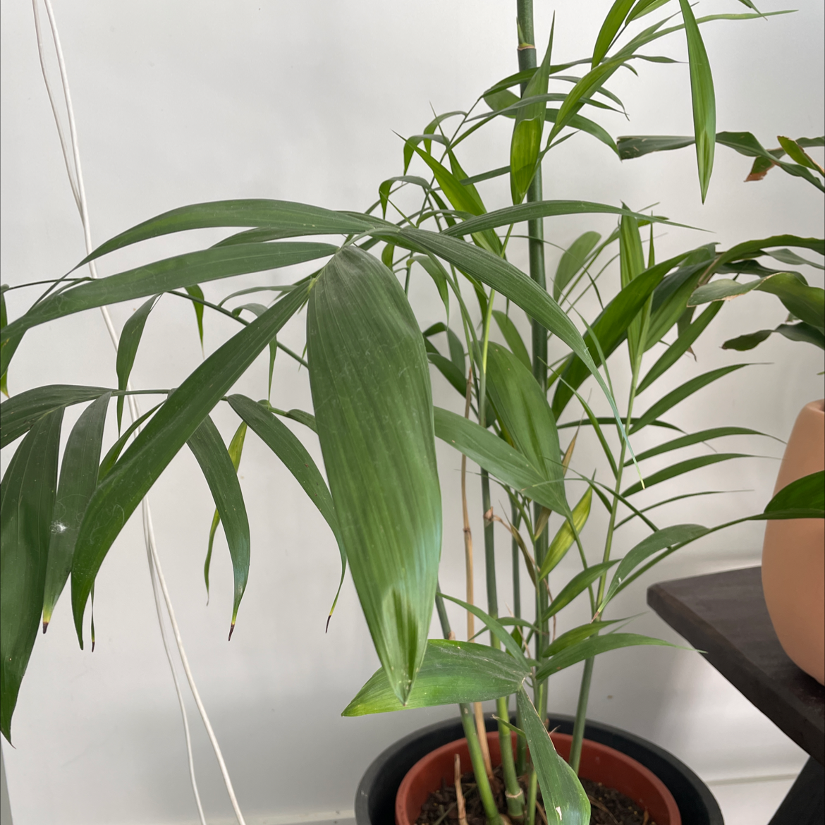 Bamboo Palm plant in a pot with green leaves, well-framed and in focus.