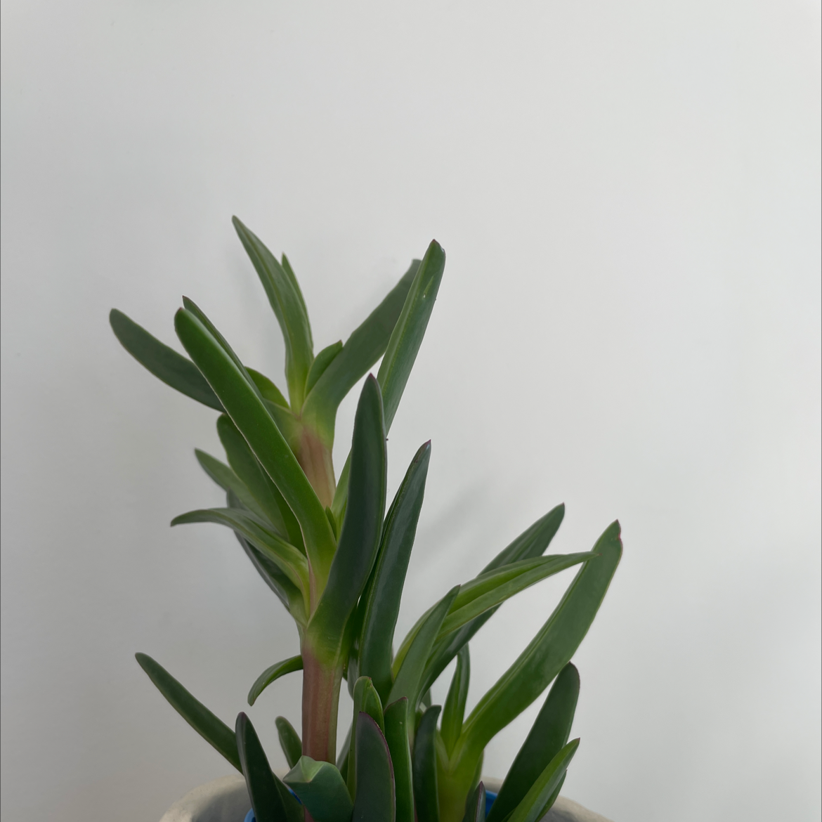 Healthy Purple Ice Plant with green, fleshy leaves in a pot.