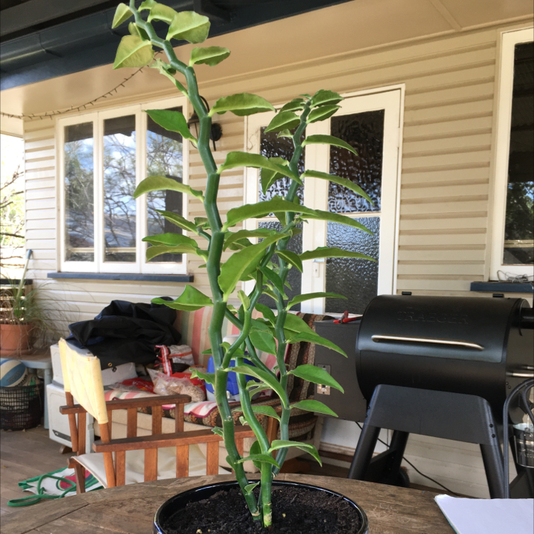 Healthy Japanese Poinsettia plant with vibrant green leaves growing in a black pot, photographed on a wooden deck indoors.