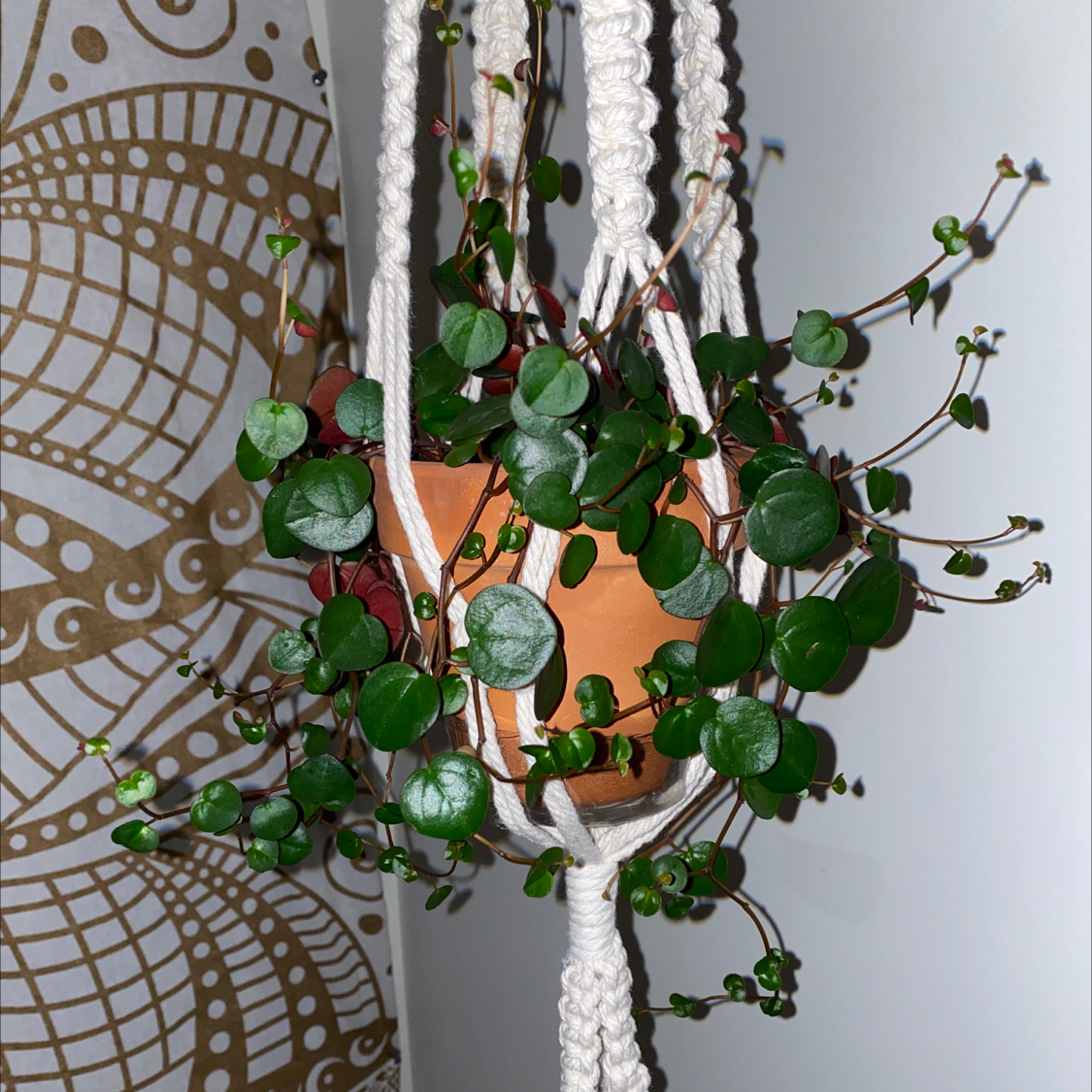 Peperomia 'Ruby Cascade' plant in a hanging pot with vibrant green leaves.