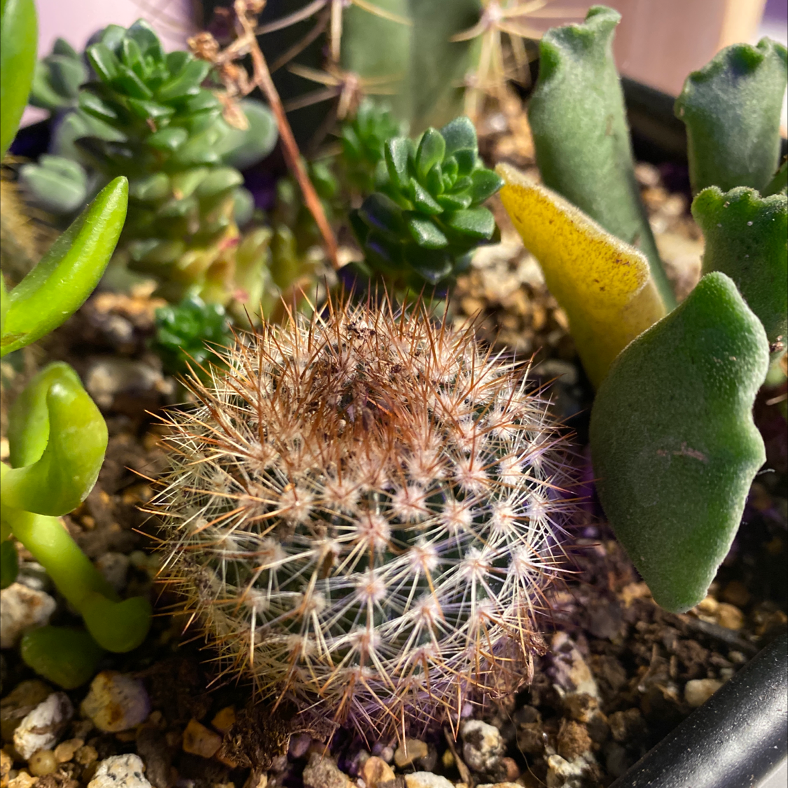 Spiny Pincushion Cactus surrounded by other succulents, with some yellowing on a nearby leaf.