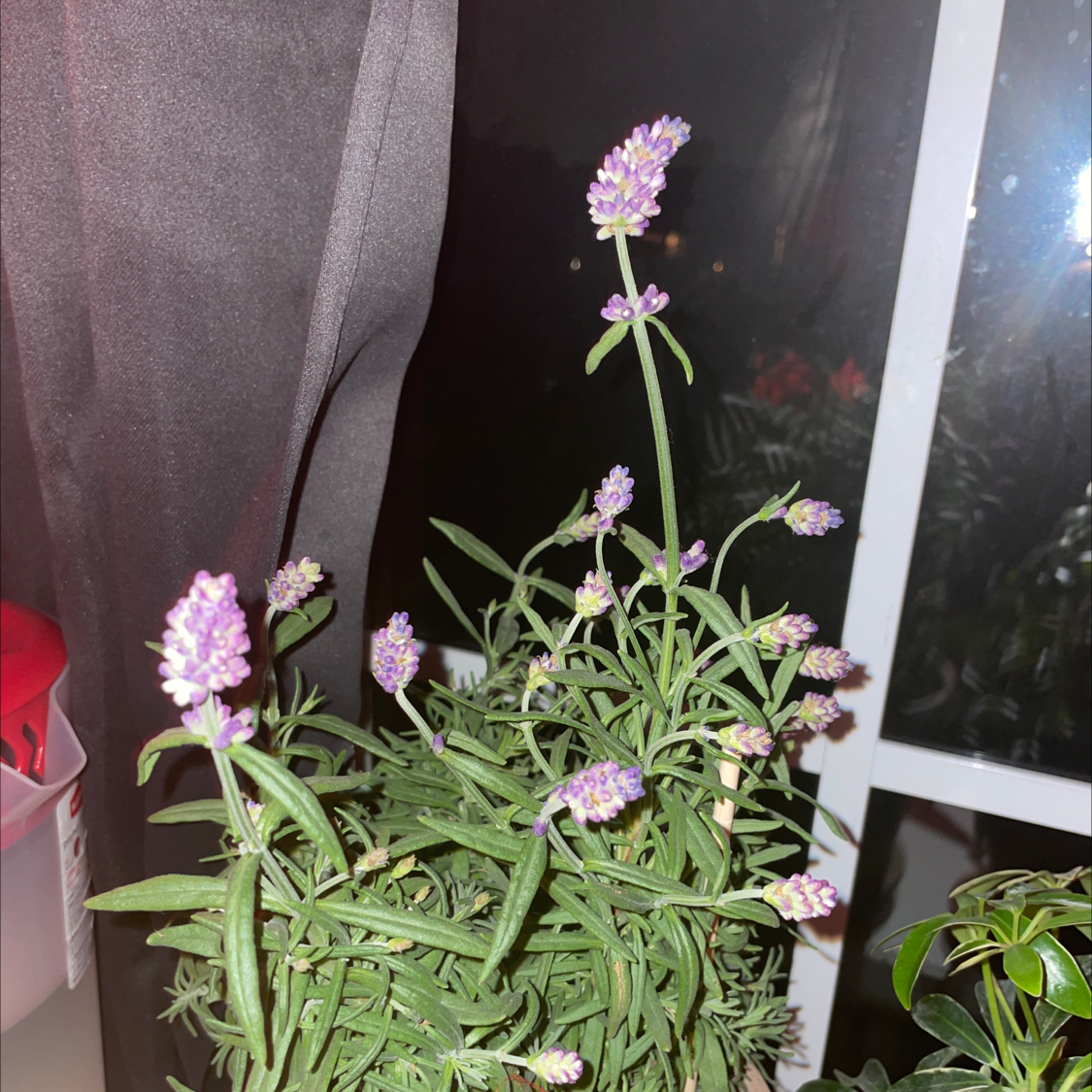 English Lavender plant photo by @addi named bulbasaur on Greg, the plant care app.