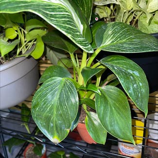Philodendron 'Birkin' plant in Brentwood, California