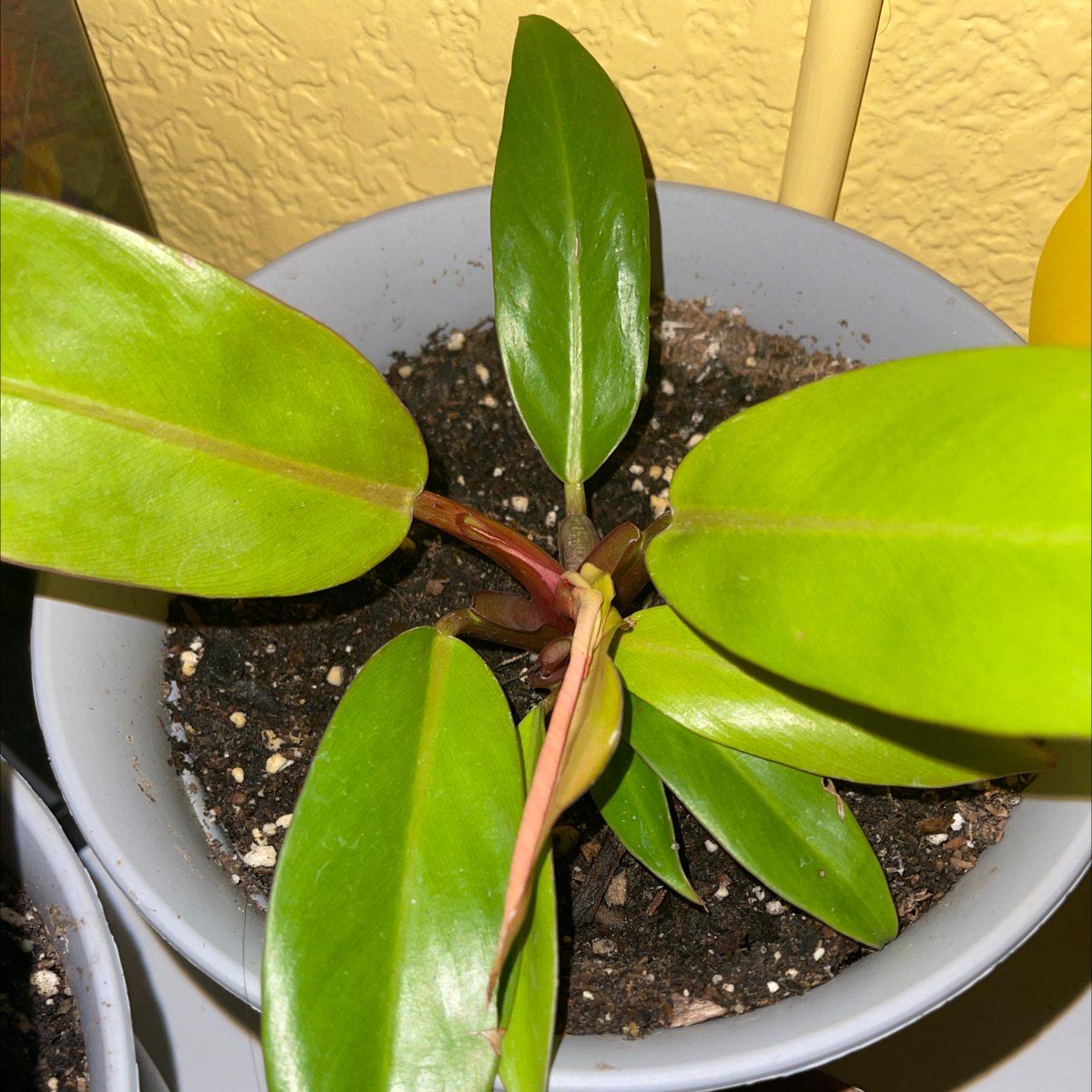 Philodendron Prince of Orange plant photo by @peggyplant named Prince on Greg, the plant care app.