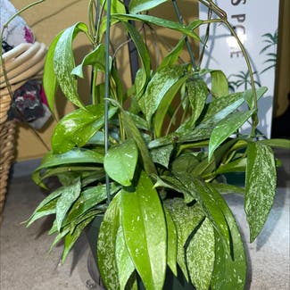 Hoya 'Pubicalyx Splash' plant in Brentwood, California