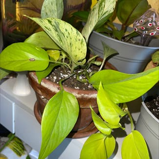 Neon Pothos plant in Brentwood, California