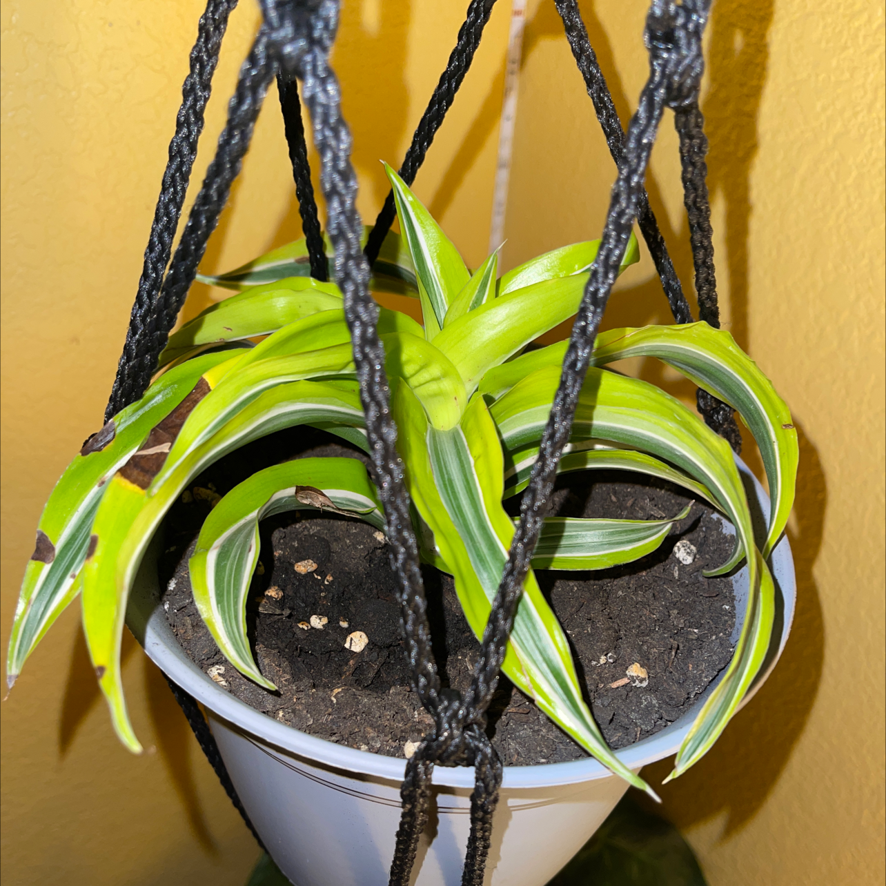 Lemon Surprise Dracaena plant photo by @peggyplant named Ziggy on Greg, the plant care app.