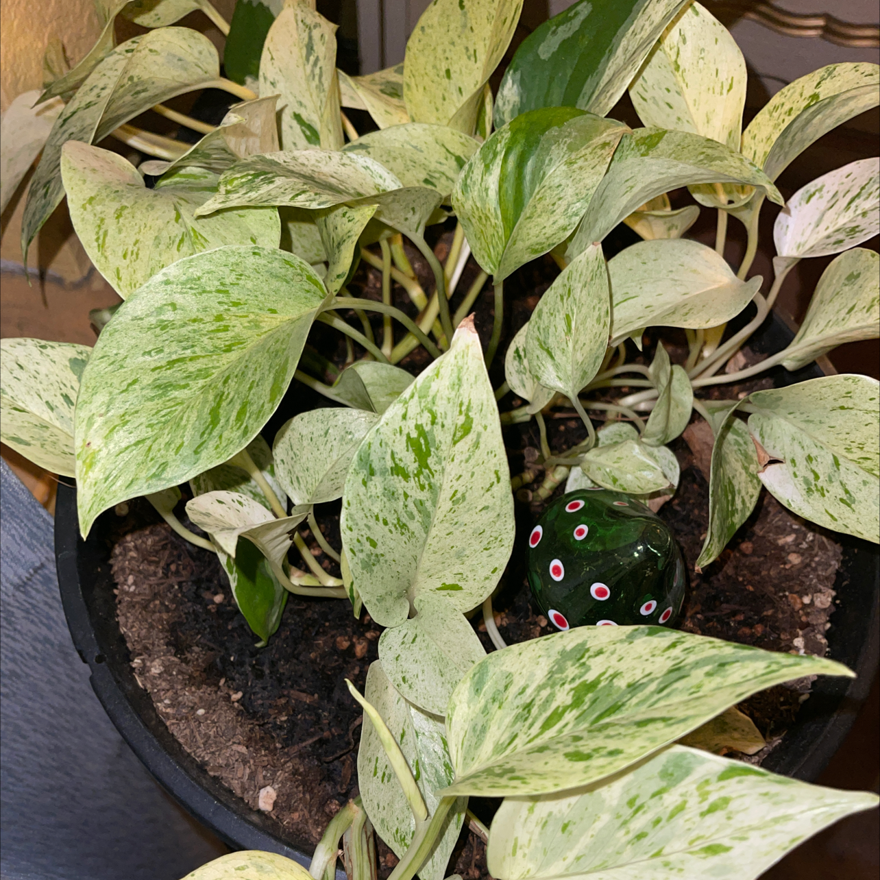 Marble Queen Pothos plant photo by @peggyplant named Patrick on Greg, the plant care app.