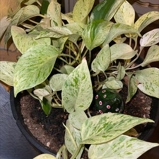 Marble Queen Pothos plant in Brentwood, California