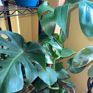 Monstera plant in Brentwood, California